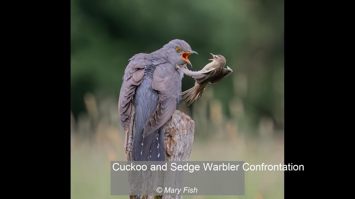 Cuckoo and Sedge Warbler Confrontation